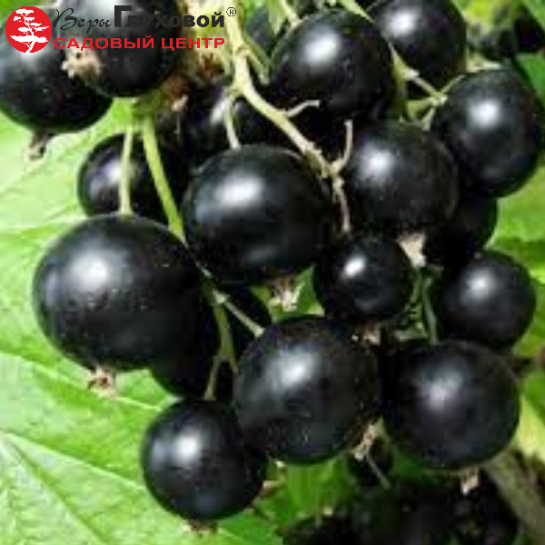 Основное изображение товара