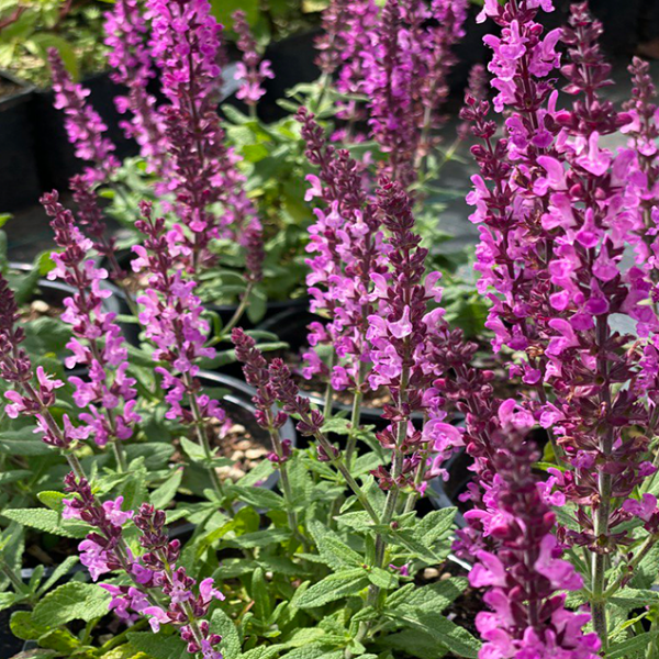 Основное изображение товара