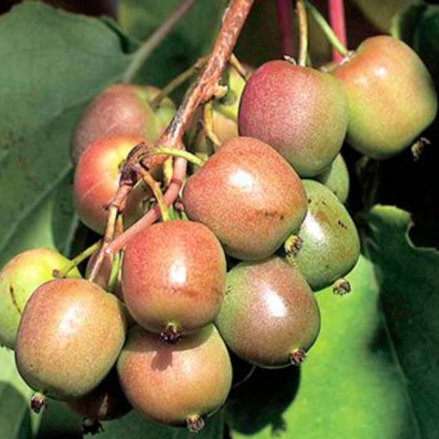 Актинидия аргута Женева