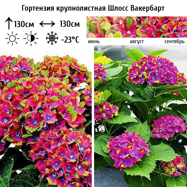 Основное изображение товара