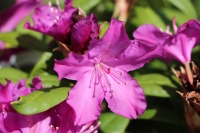 В Садовом центре Веры Глуховой зацвели рододендроны и азалии