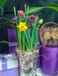 Тюльпаны и нарциссы на 14 февраля
