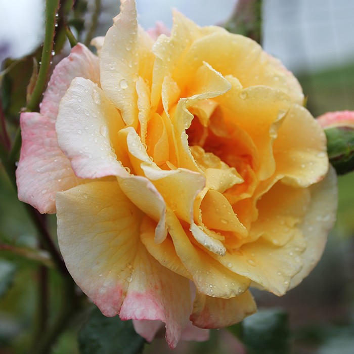 Основное изображение товара