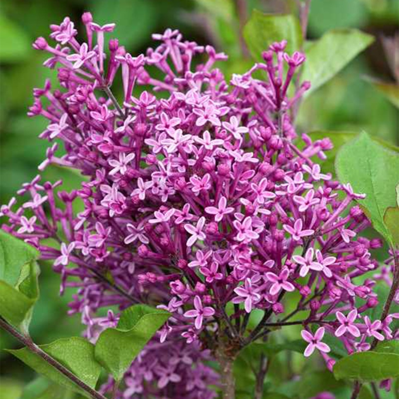 Сирень гибридная Дарк Пурпл