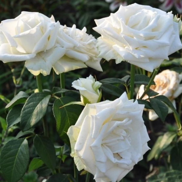 Основное изображение товара