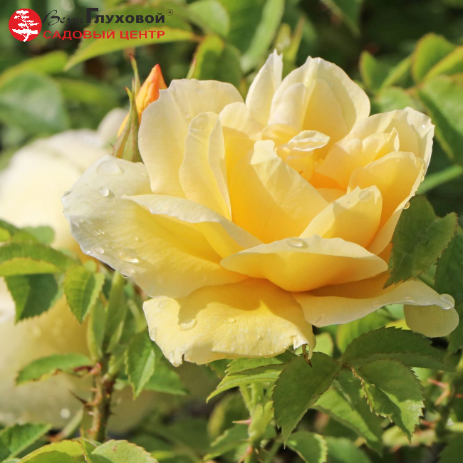 Роза Ругоза Gelbe Dagmar Hastrup