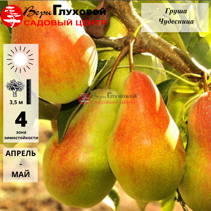 Груша Чудесница (зимний сорт) 2-летка