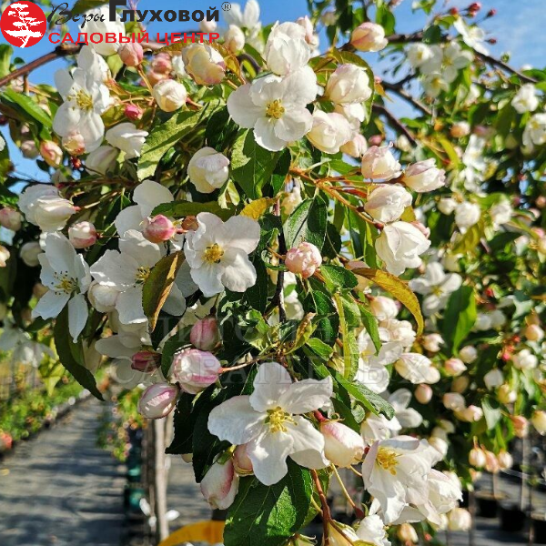 Основное изображение товара