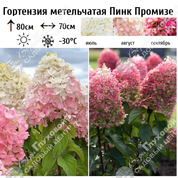 Гортензия метельчатая "Пинк Промизе" на фото