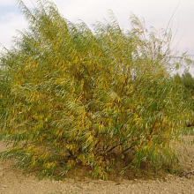 Основное изображение товара