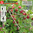 Крыжовник 