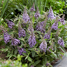 Основное изображение товара