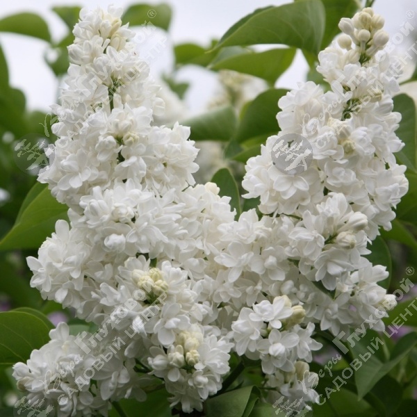 Сирень обыкновенная "Моник Лемуан" на фото