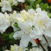 Азалия крупноцветковая (Azalea) 'Oxydol' С5 ГлХ/23
