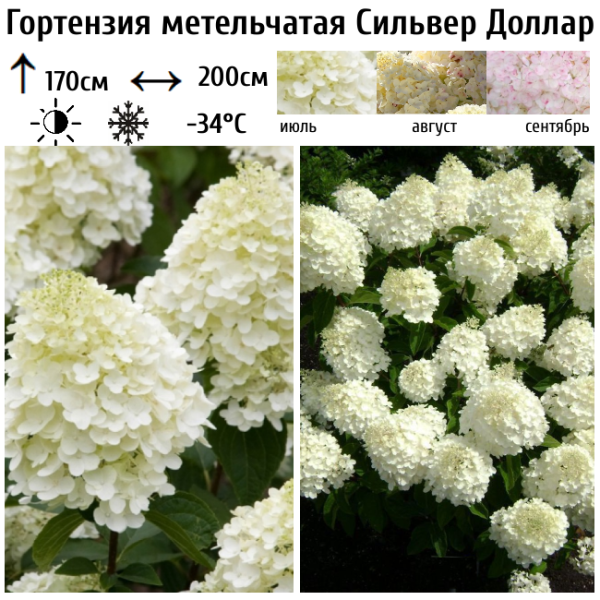 Основное изображение товара