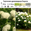 Гортензия древовидная (Hydrangea arborescens) Баунти  С5 СП/24