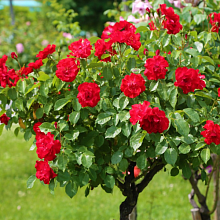 Основное изображение товара