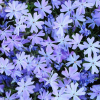 Флокс шиловидный "Blue" на фото