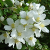 Чубушник венечный (Philadelphus coronarius) Эректус  С3 СП/23