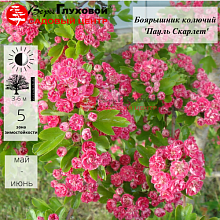 Боярышник обыкновенный Паул Скарлет - Crataegus Pauls Scarlet