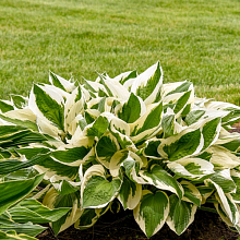 Основное изображение товара