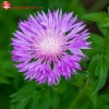 Василек подбеленный (Centaurea dealbata) С2 ГлХ/26