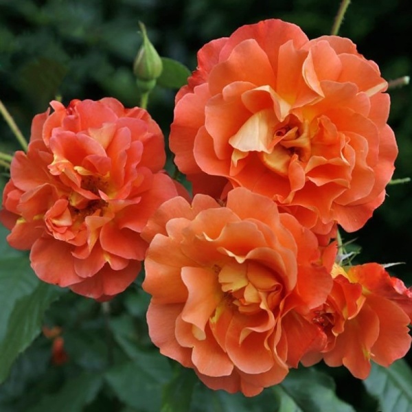 Основное изображение товара