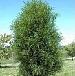 Крушина ольховидная  