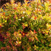 Основное изображение товара