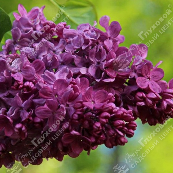 Сирень обыкновенная "Маршал Соколовский" на фото