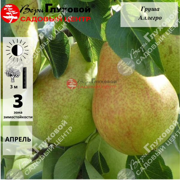 Груша "Аллегро" на фото