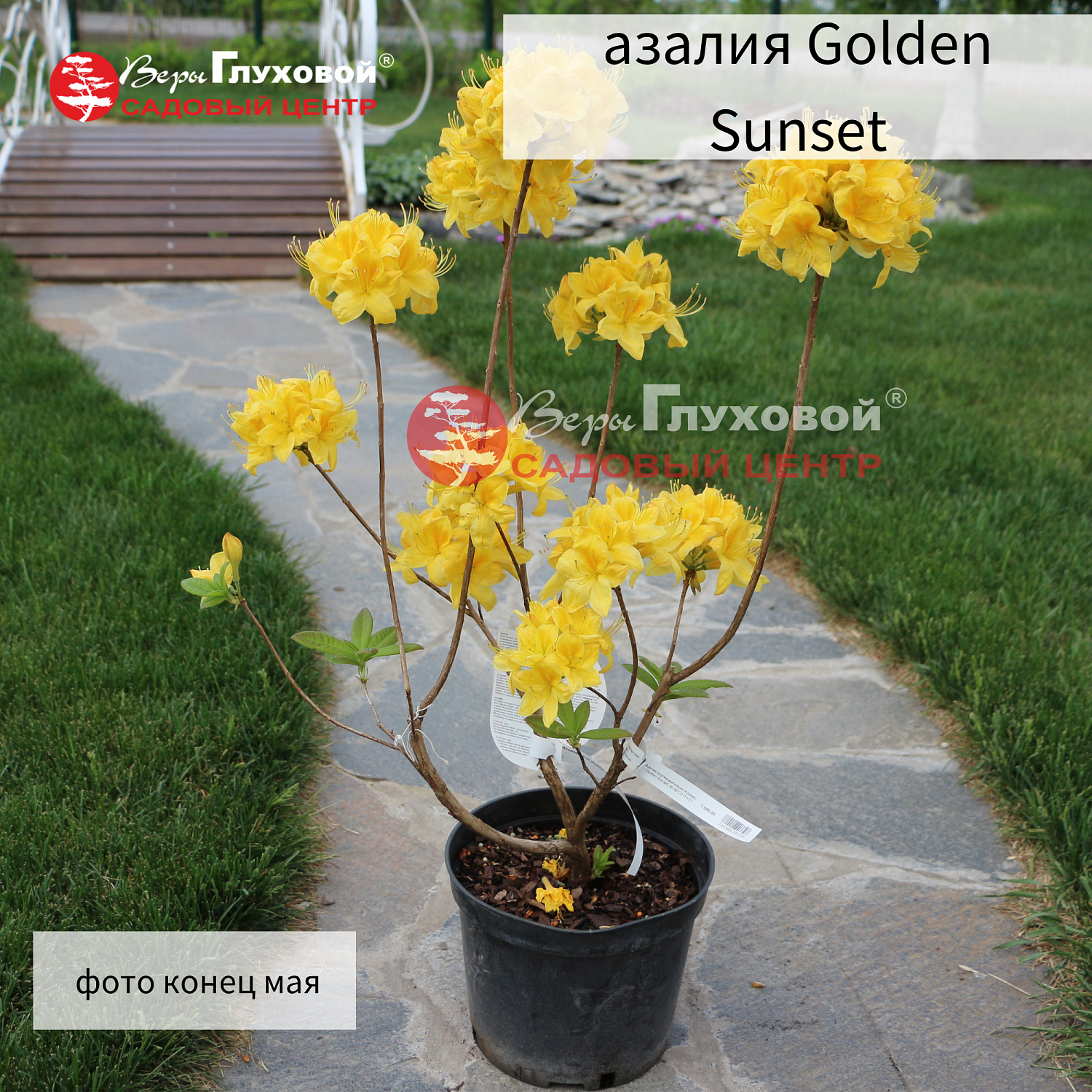 Рододендроны в продаже. Торопитесь! Количество ограничено