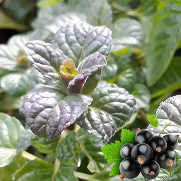 Основное изображение товара