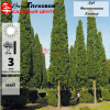Дуб черешчатый "Фастигиата Костер" на фото