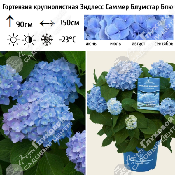 Гортензия крупнолистная "Эндлесс Саммер Блумстар Блю" на фото