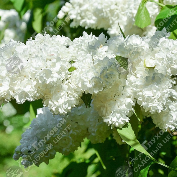 Сирень обыкновенная "Защитникам Бреста" на фото