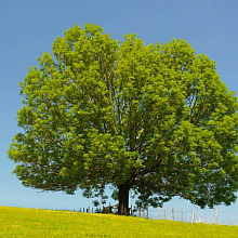 Ясень обыкновенный (высокий) - Fraxinus excelsior 100-120 С5