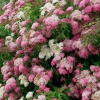 Спирея японская (Spiraea japonica) Генпей (Широбана)  С3 СП/24