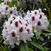 Рододендрон (Rhododendron) крупноцветковый 'Calsap' 30-40 С5 ПЧ/26