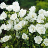 Колокольчик персиколистный (Campanula persicifolia) Ла Бонн Ами С2 ГлХ/26