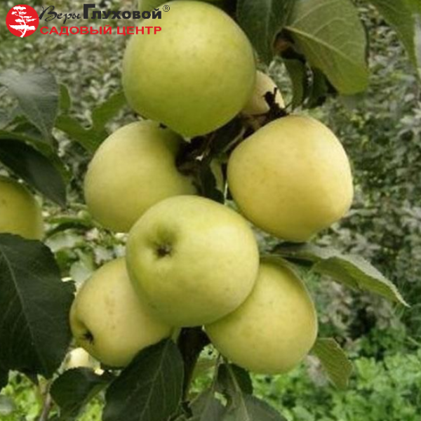 Основное изображение товара