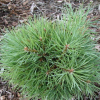 Сосна обыкновенная (Pinus sylvestris) Дано 40-60 С6 ГЕ/25