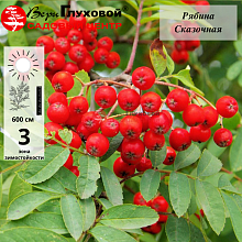 Рябина Сказочная (зимостойкий сорт)