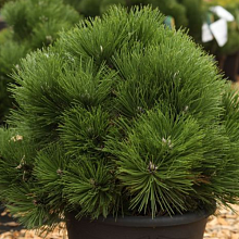 Основное изображение товара