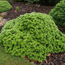 Пихта корейская 