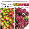 Гортензия крупнолистная (Hydrangea macrophyllа) Ребелион Пистачио Лав С5 ГлХ/26