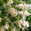 Чубушник (Philadelphus) Лемуана С3 СП/25