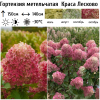 Гортензия метельчатая (Hydrangea paniculata) Краса Лесково С3 СП/25