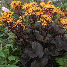 Основное изображение товара