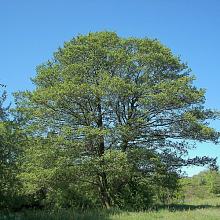 Основное изображение товара